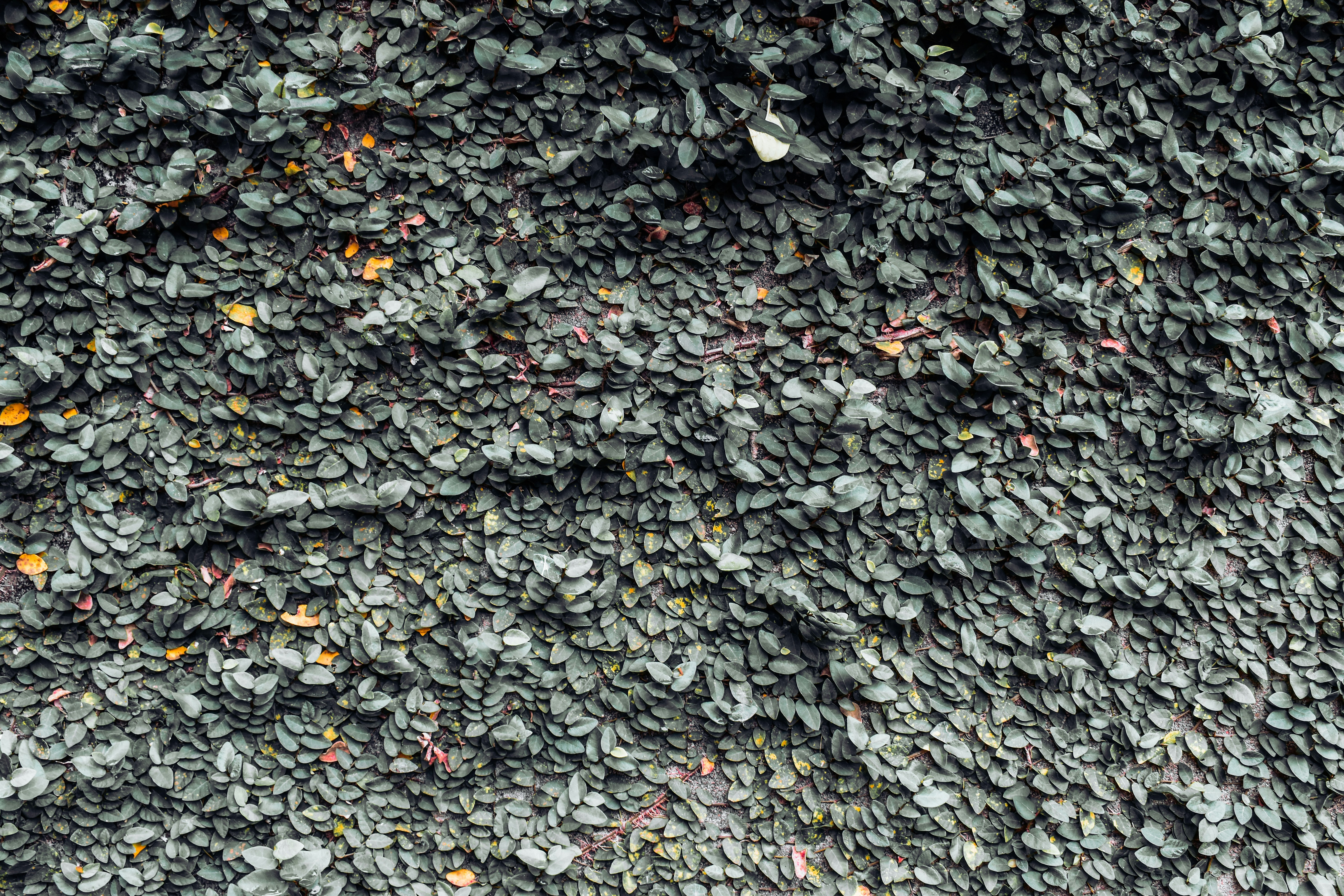 Photo by buddhi_jayasundara