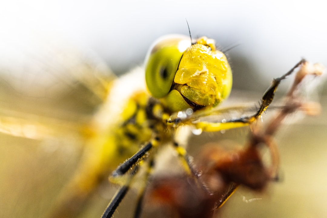 yellow and black dragonfly in close up photography