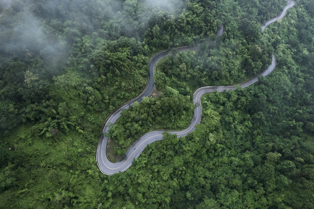 aerial view of road in the middle of green trees