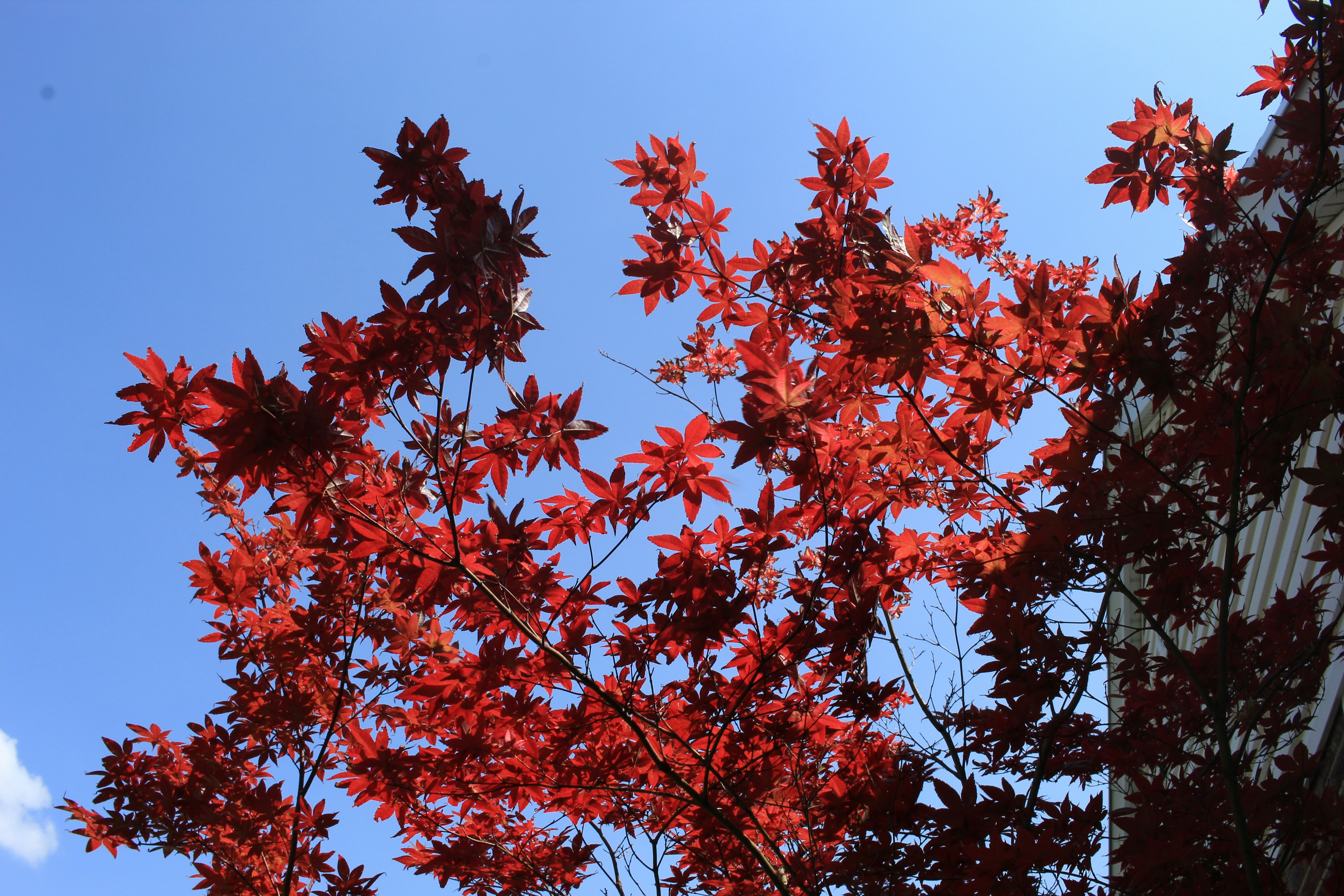 Photo by djburkephotography