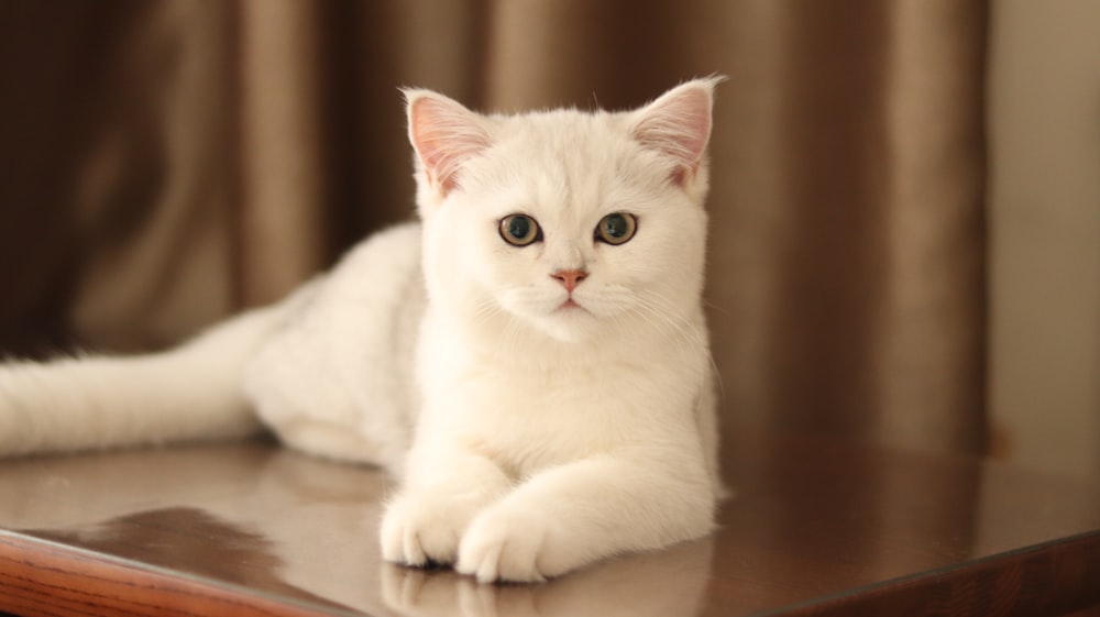 white cat lying on brown wooden table