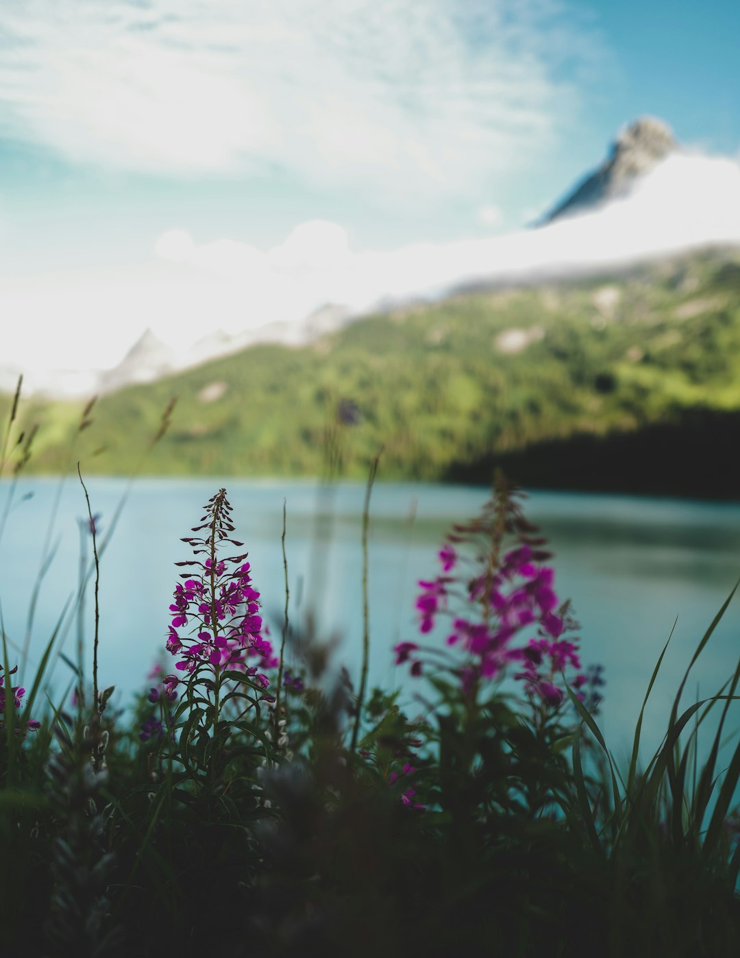 pink flowers near lake during daytime