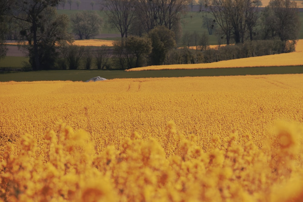 yellow flower field near bare trees during daytime