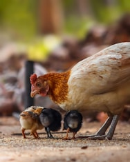 white and brown hen on ground during daytime
