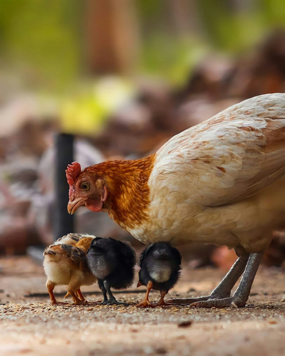 white and brown hen on ground during daytime