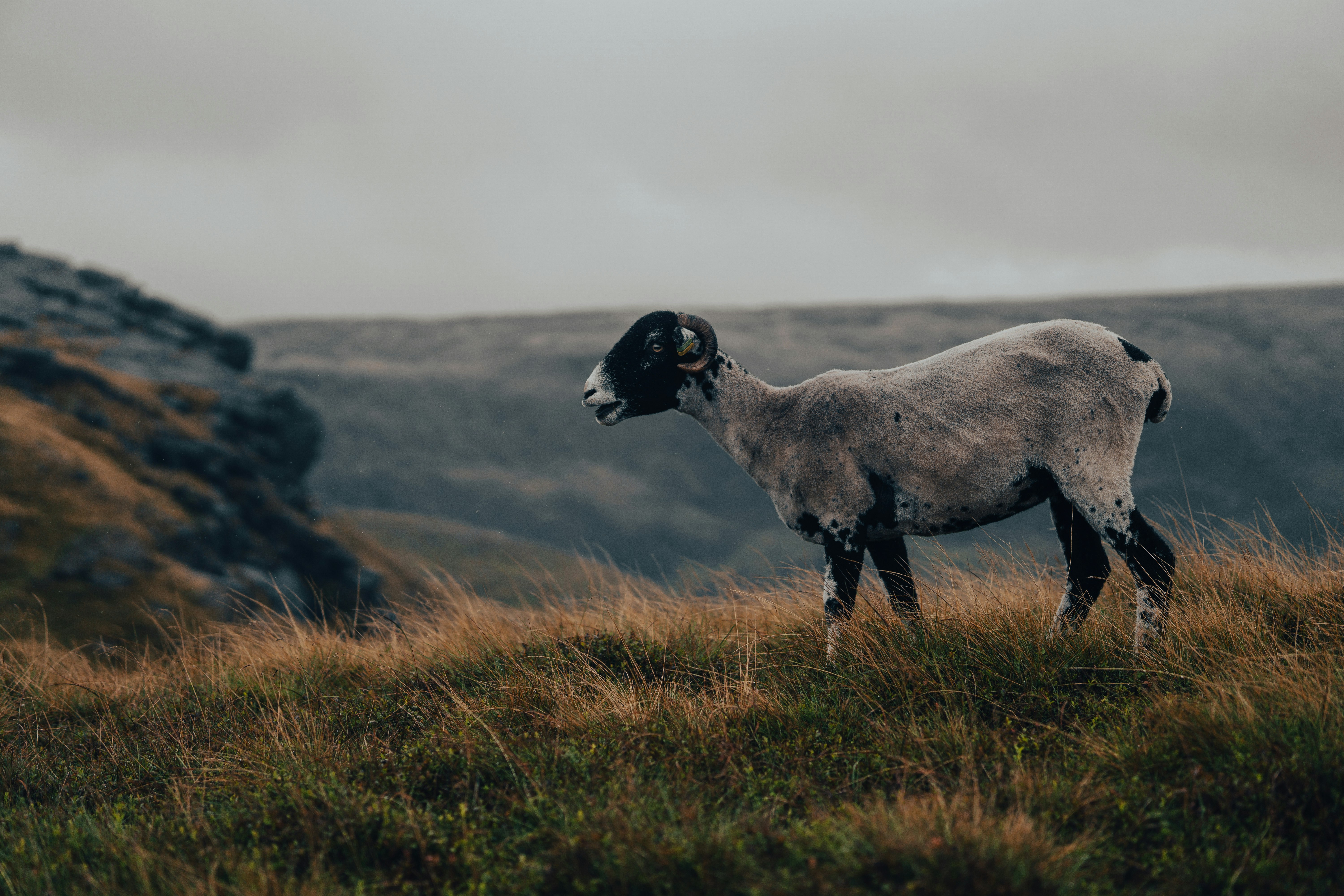 white and black goat on green grass field during daytime