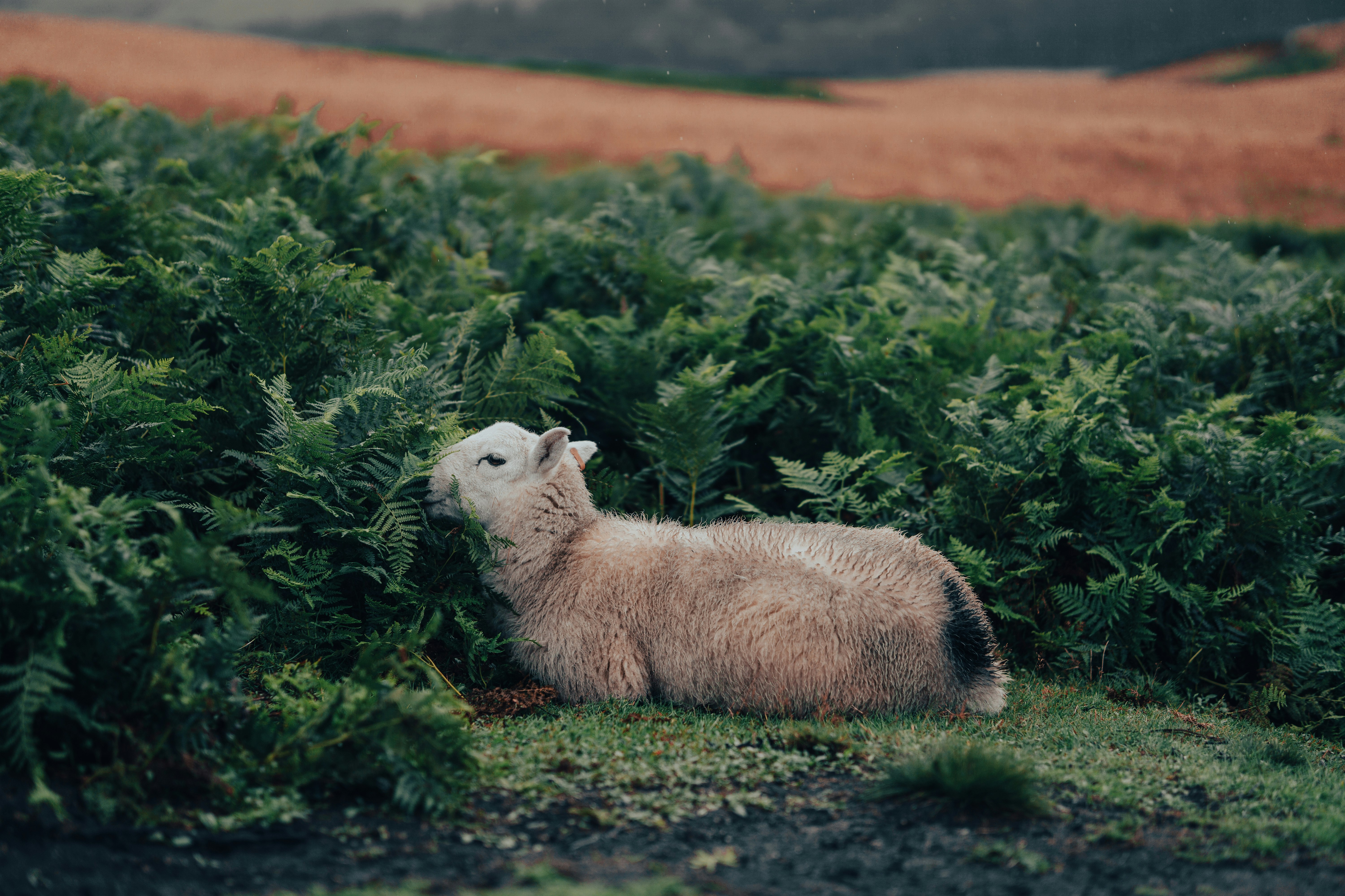 white sheep lying on ground