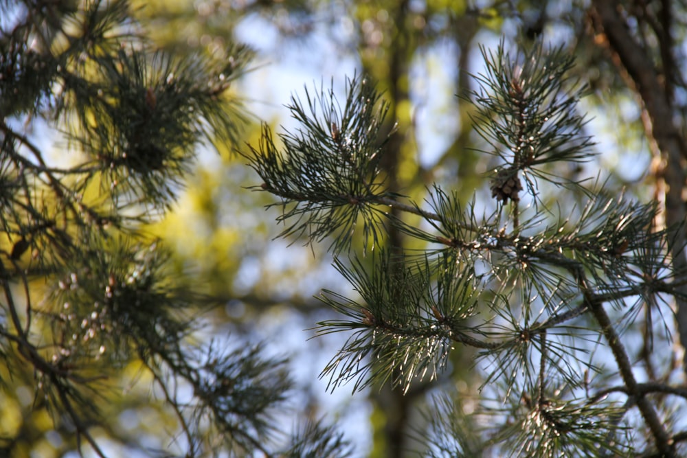 green plant in close up photography