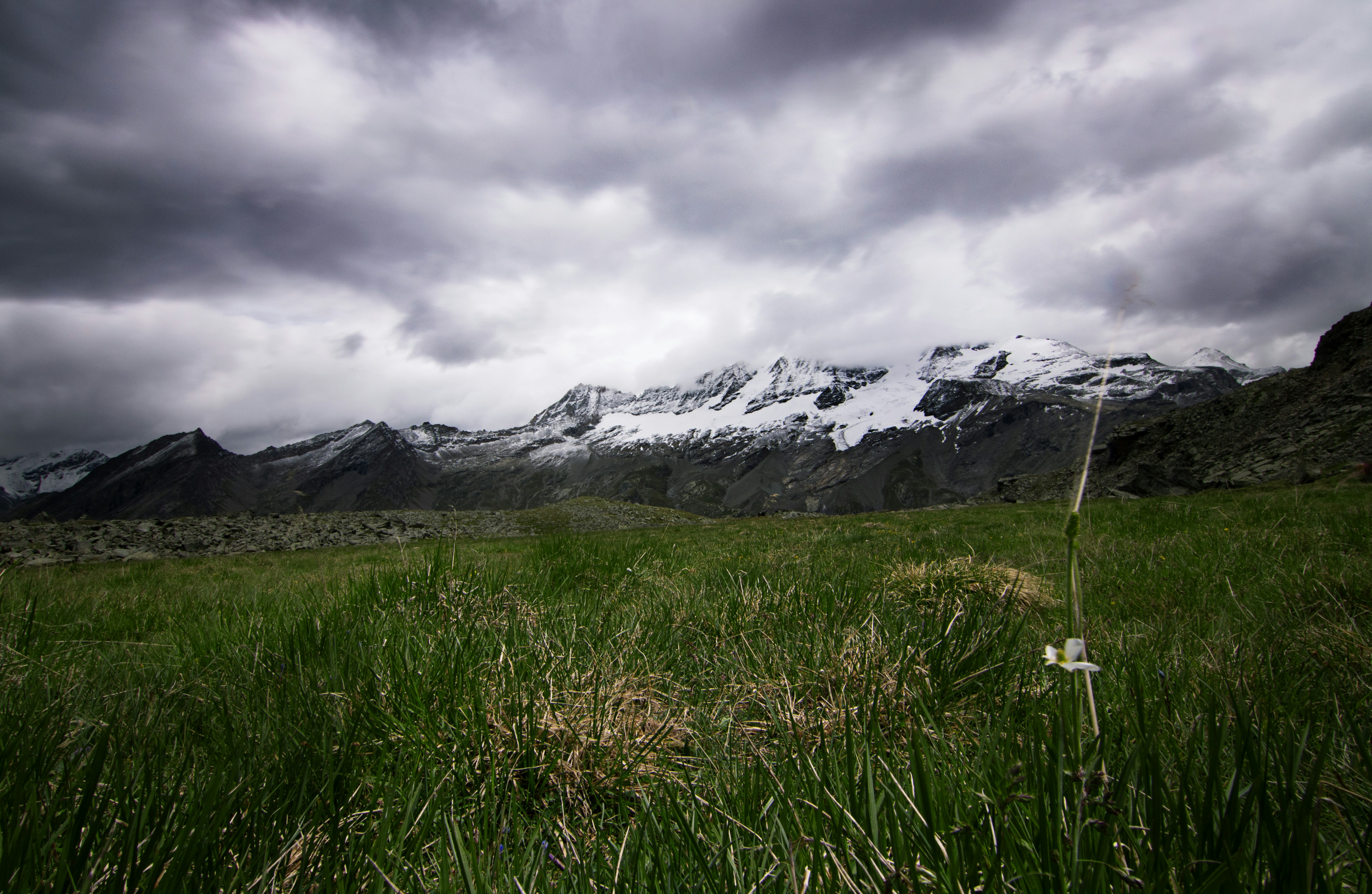 Choose from a curated selection of grass backgrounds. Always free on Unsplash.