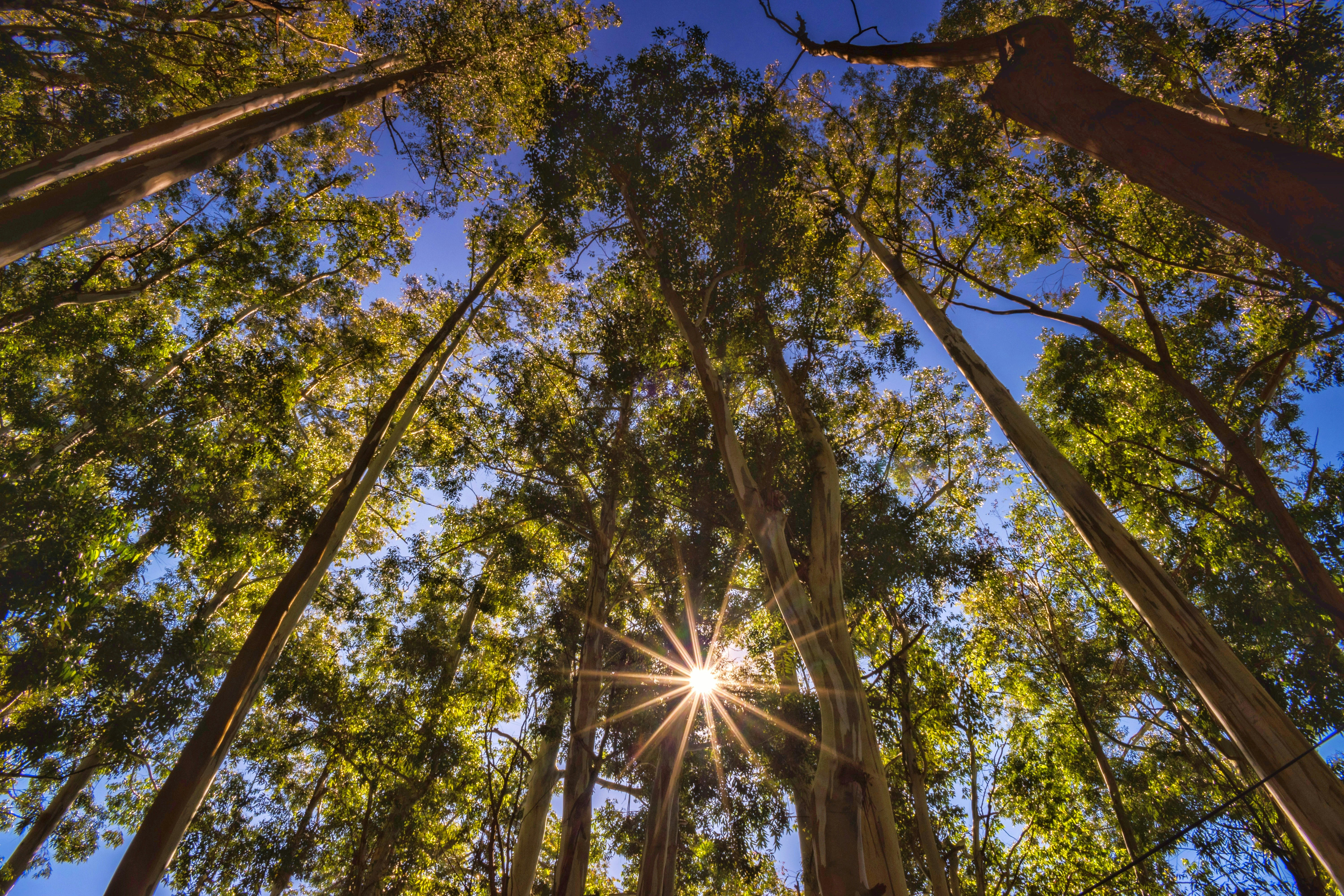 Sunburst through tall green trees