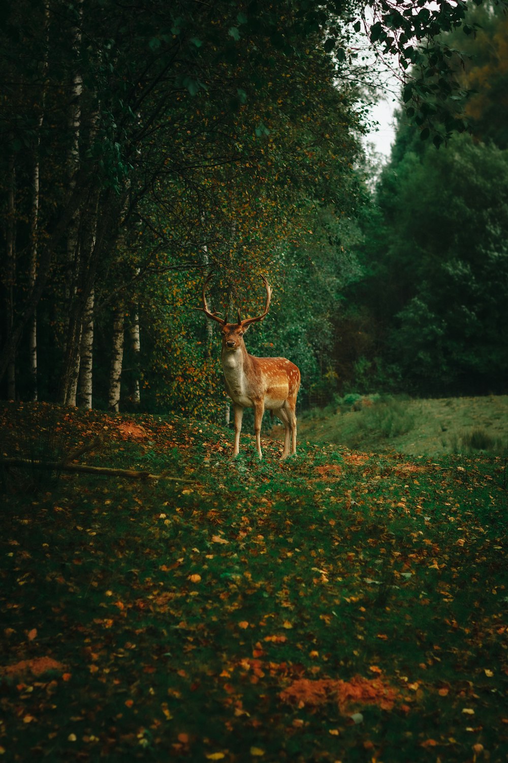 brown deer on green grass field during daytime