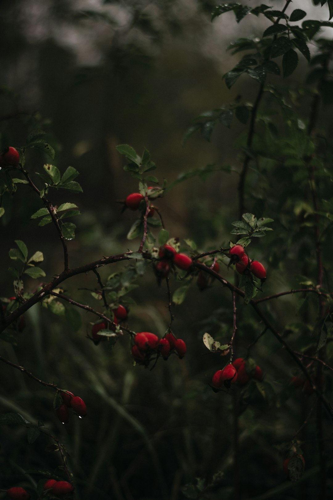 red round fruits on tree