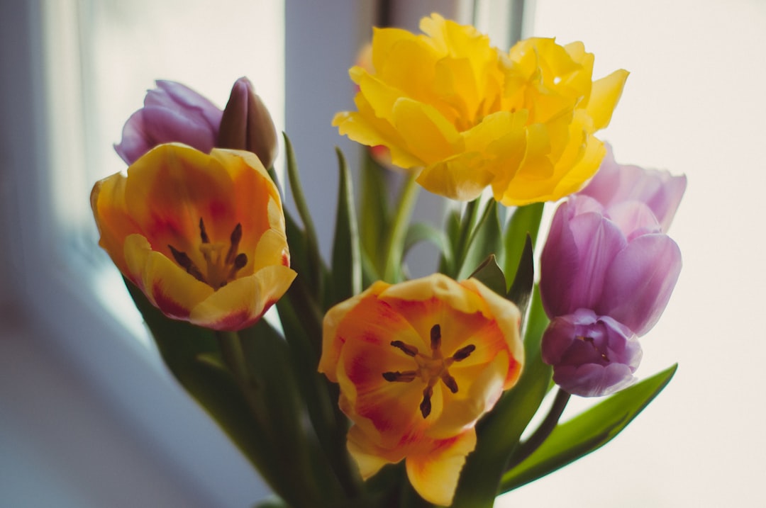 yellow and pink tulips in white vase