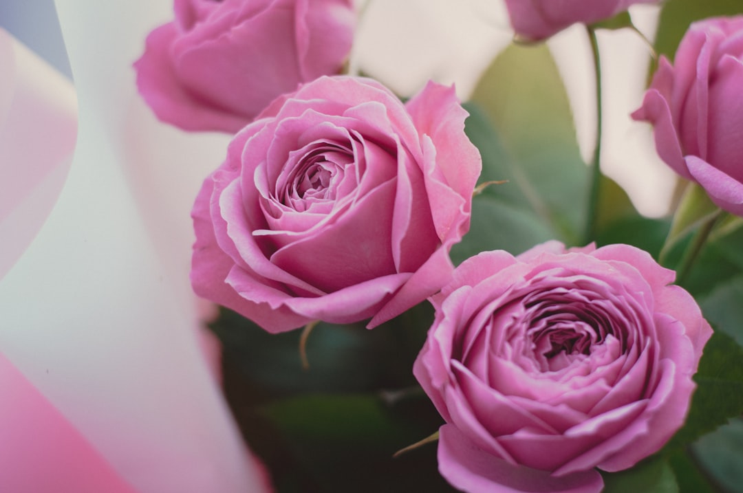 pink roses in close up photography