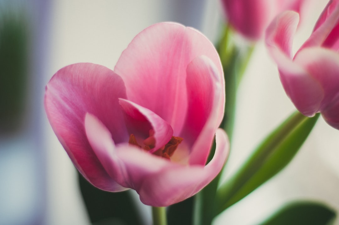 pink and white tulips in bloom during daytime