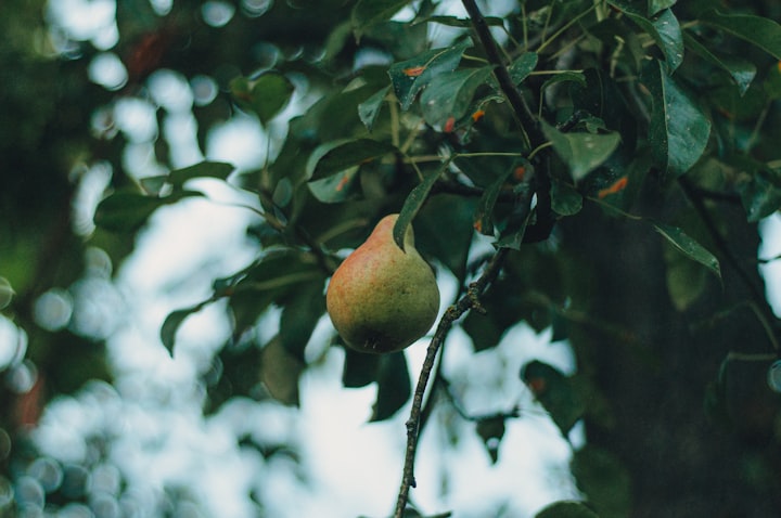  Beneath the Pear Tree