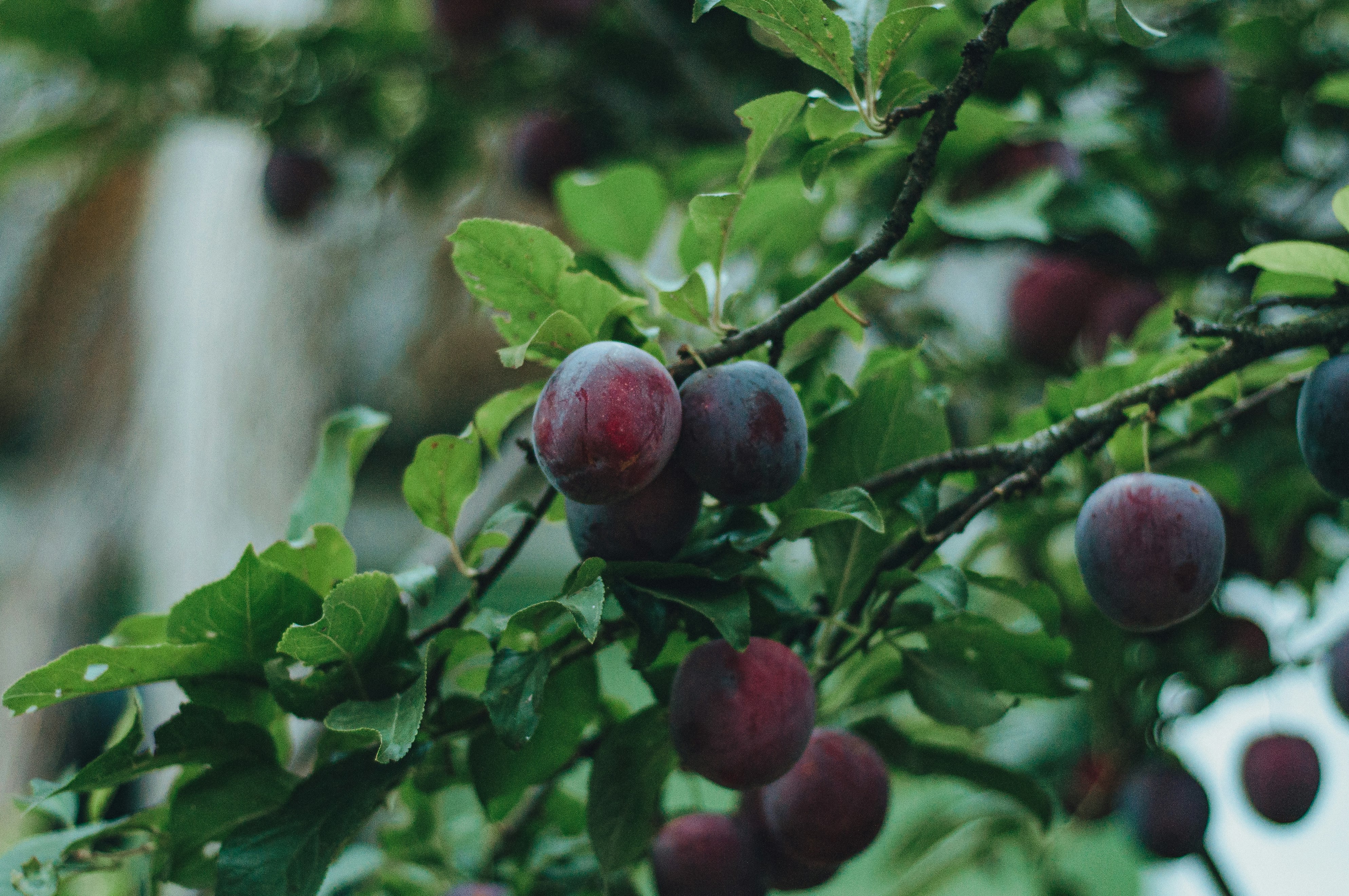 red round fruit on tree