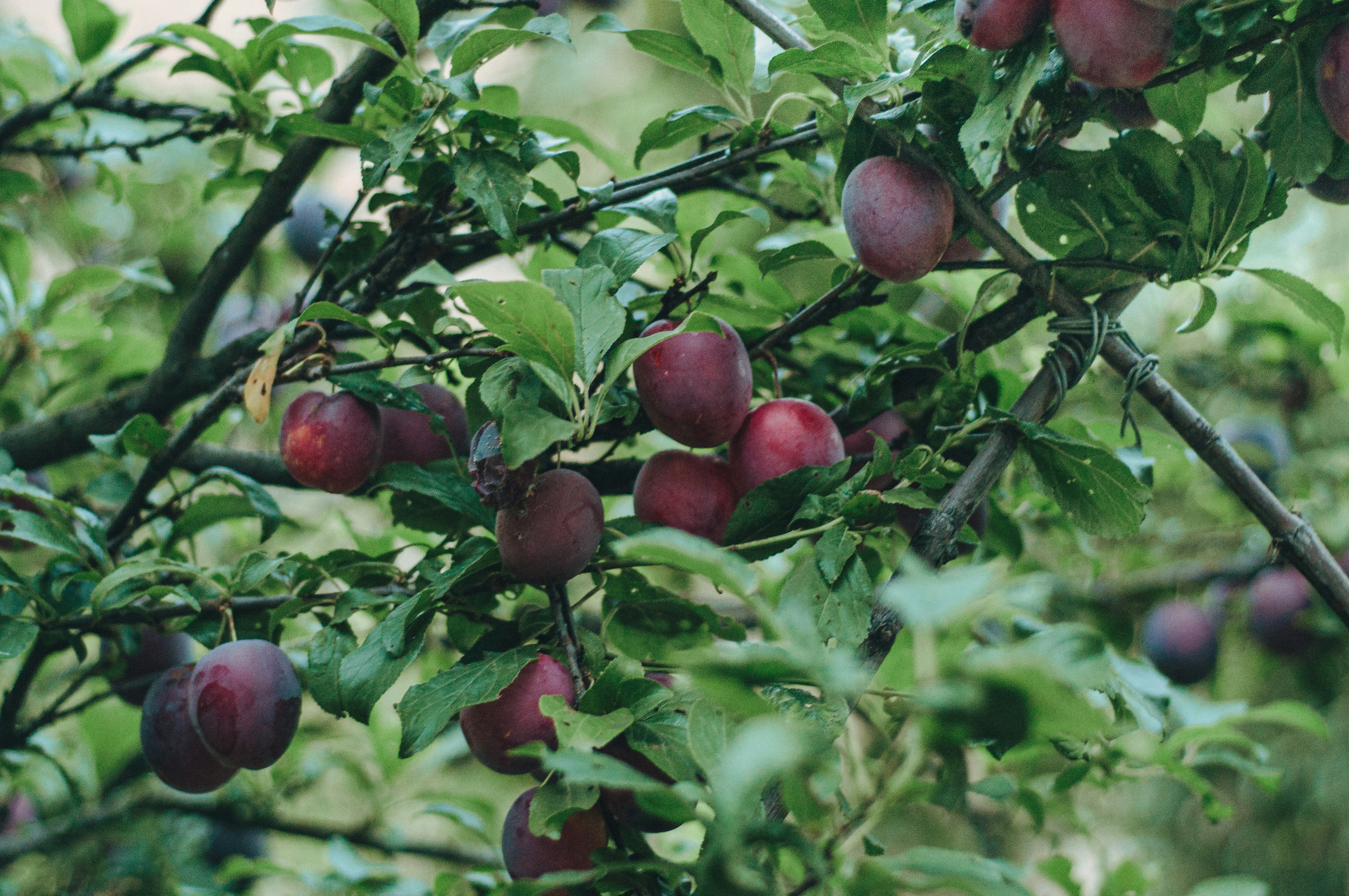 red round fruits on tree during daytime