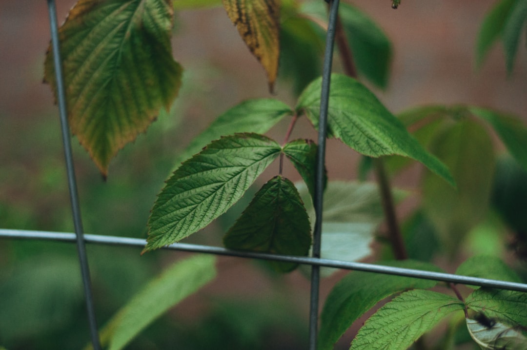 green leaf on gray metal fence