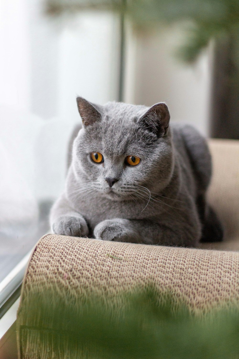Russischblaue Katze auf braunem Textil