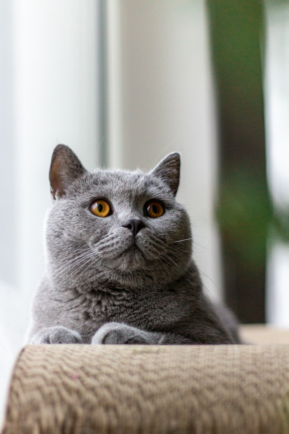 Russisch-blaue Katze auf braunem Holztisch