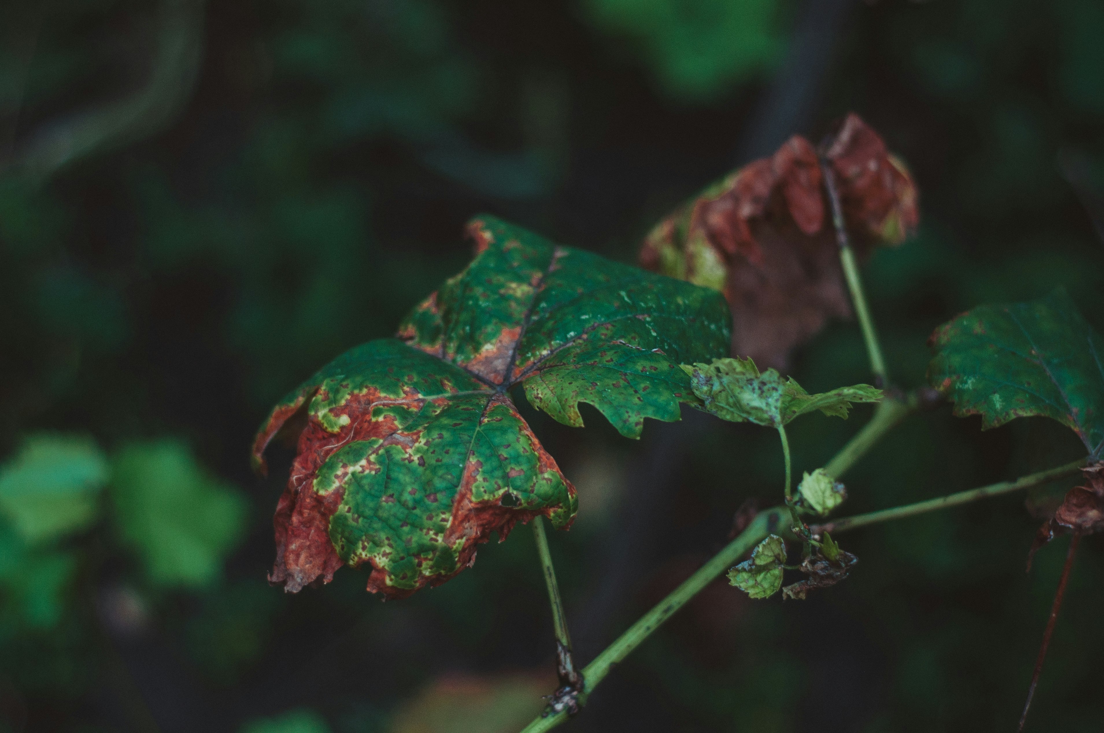 green and red maple leaf