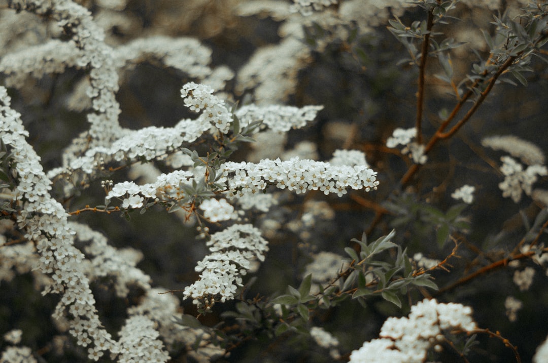 white snow on brown stem