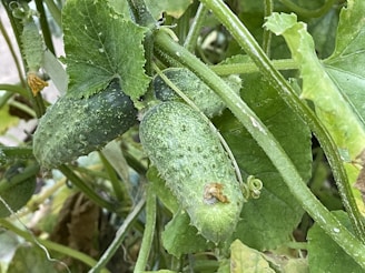 A close-up view of cucumbers growing on a vine, surrounded by green leaves and stems. The cucumbers have a slightly prickly texture and are in various stages of growth.