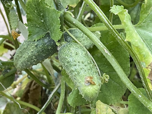A close-up view of cucumbers growing on a vine, surrounded by green leaves and stems. The cucumbers have a slightly prickly texture and are in various stages of growth.
