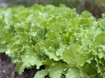 A close-up view of a lush bed of green lettuce leaves. The leaves are vibrant and fresh, showing crisp and slightly ruffled edges. They fill the frame, indicating a healthy and well-maintained garden or farm setting.