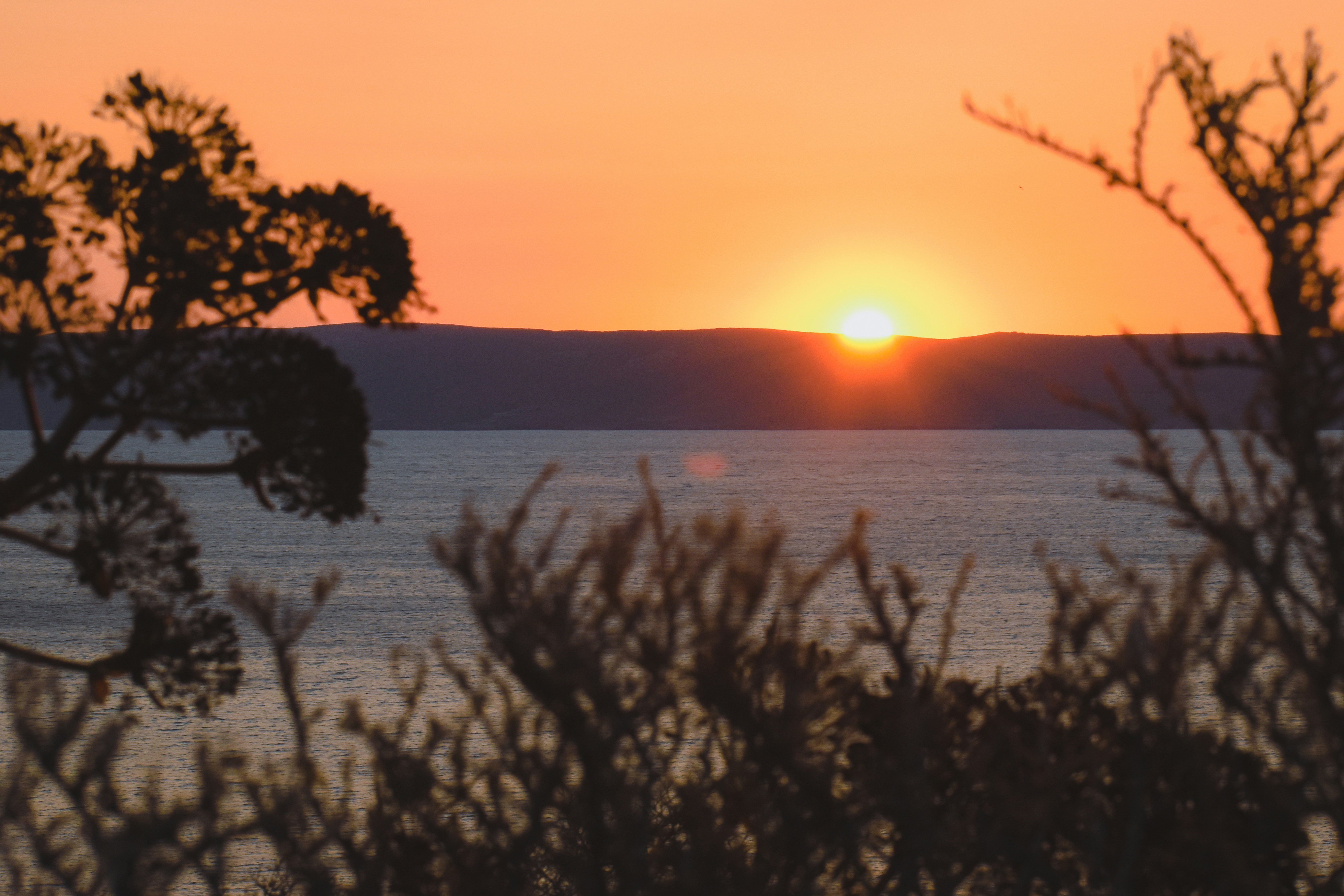 silhouette of trees near body of water during sunset