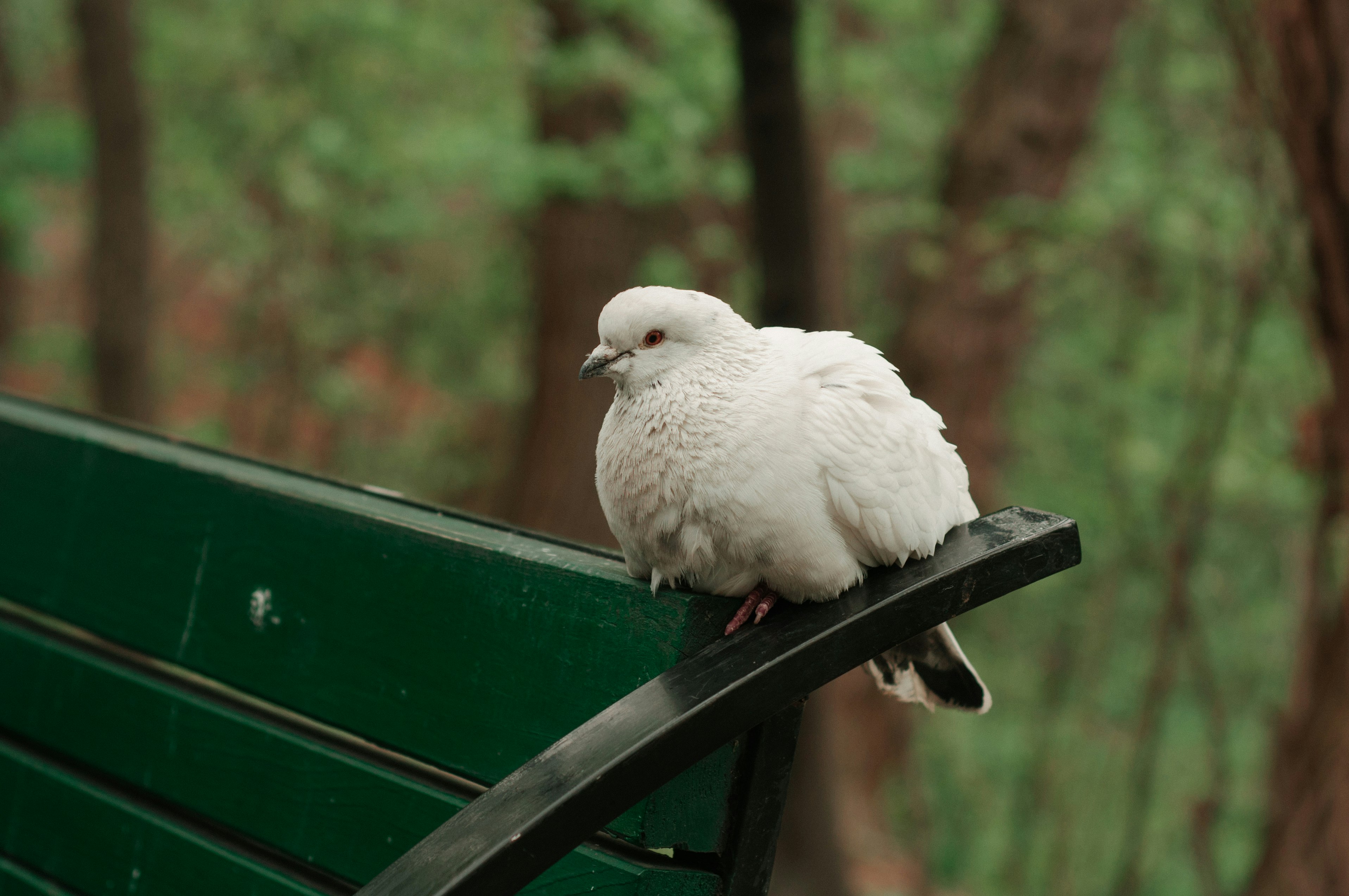 white bird on green metal frame