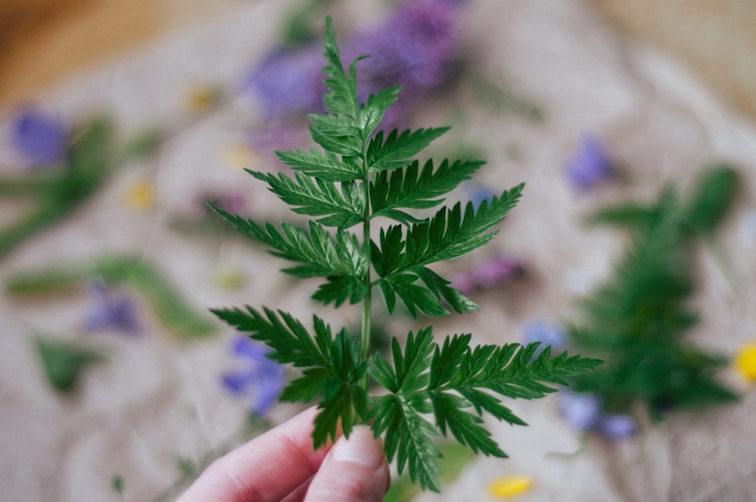 green plant in close up photography