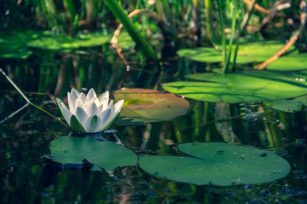 white lotus flower on water