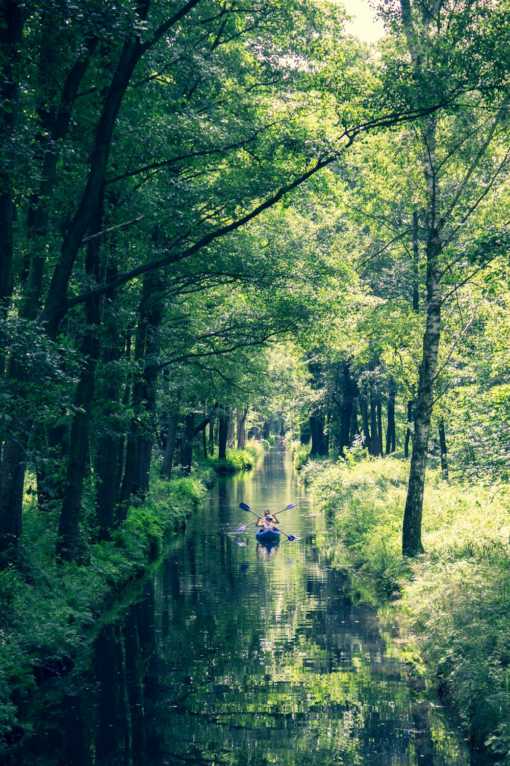 Grüne Bäume und Fluss tagsüber