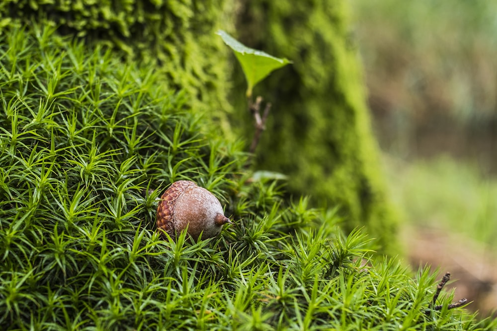 a small mushroom sitting on top of a lush green field