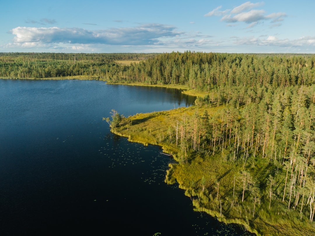 green trees beside river under blue sky during daytime