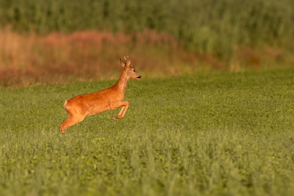 brown deer on green grass field during daytime