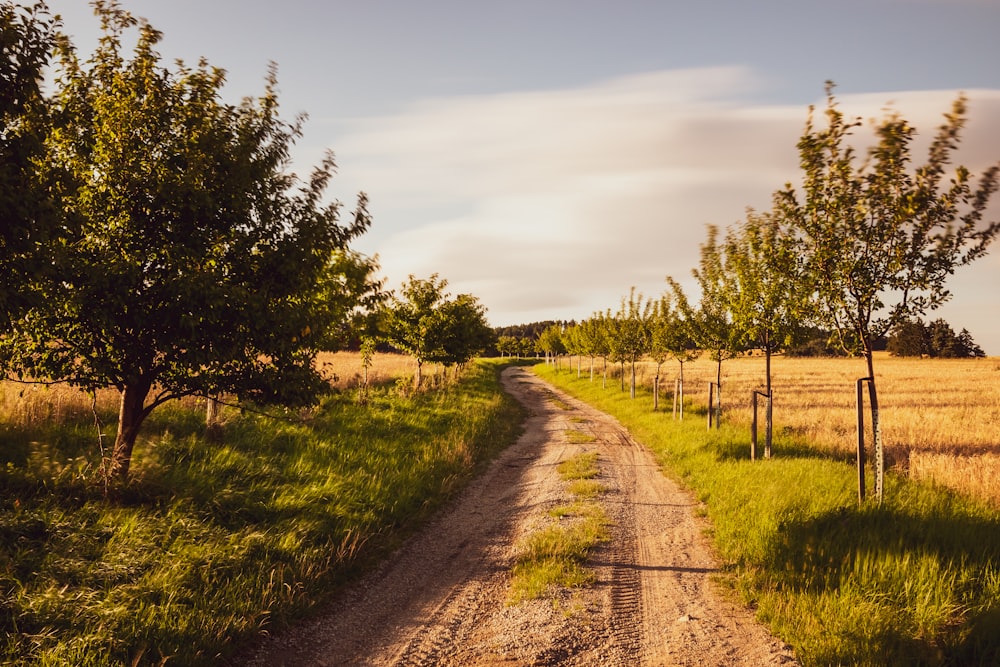 brown dirt road between green grass field under white clouds during daytime