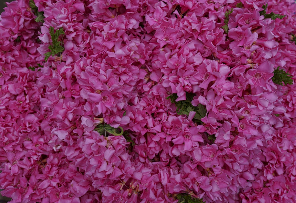 pink flowers with green leaves