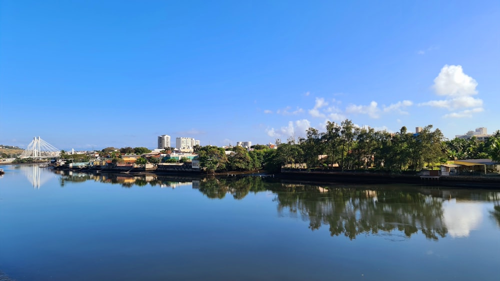 green trees near body of water during daytime