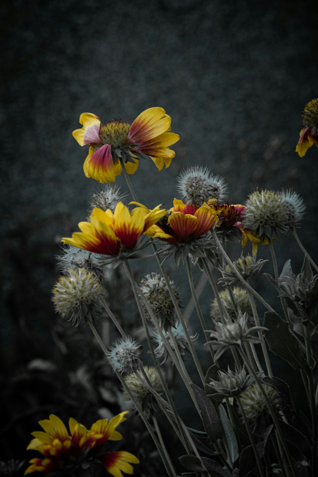 yellow and purple flowers in tilt shift lens