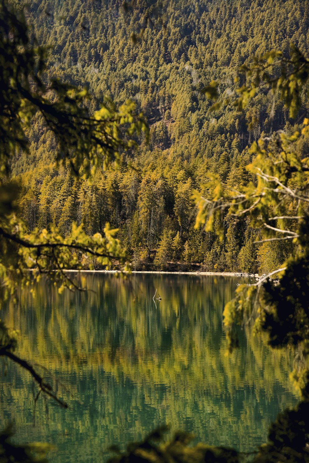 green trees beside body of water during daytime