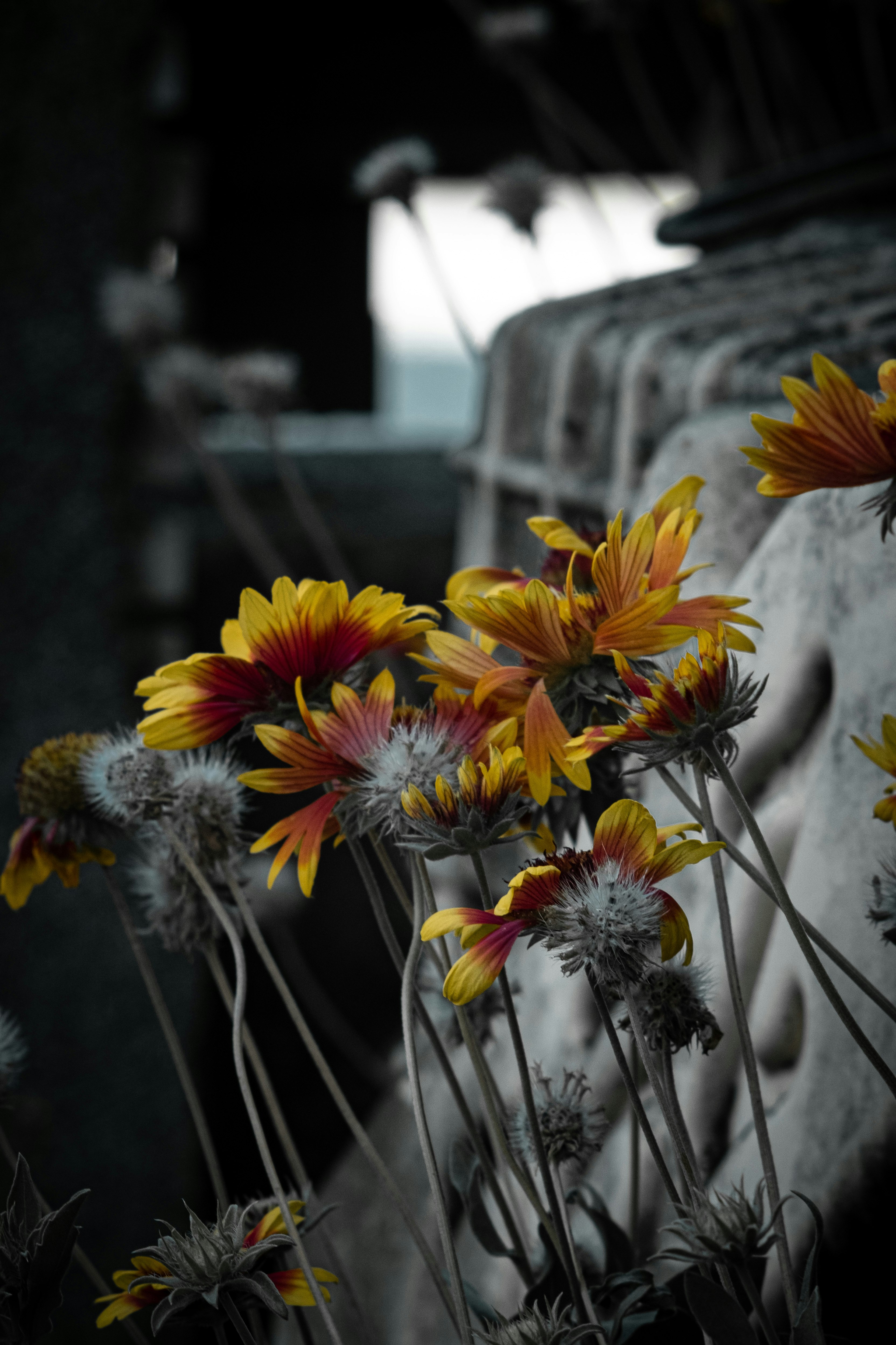 yellow sunflower in close up photography