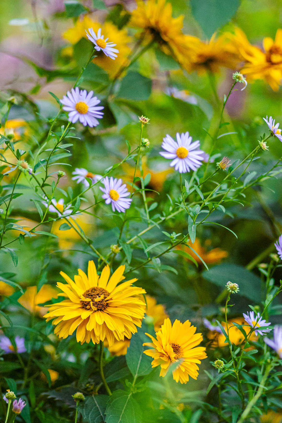 yellow and white flowers in tilt shift lens