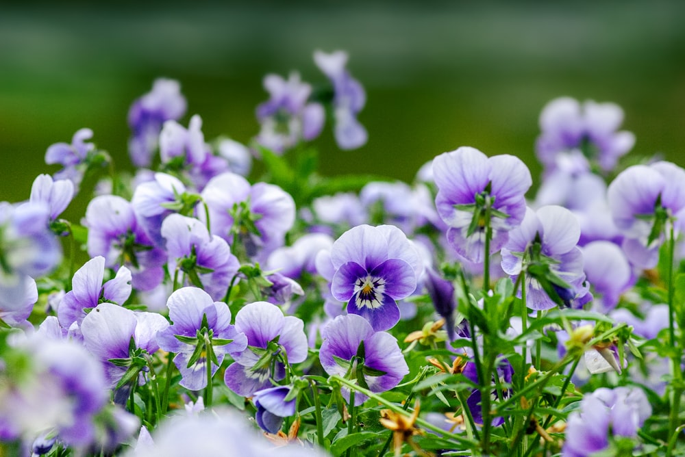 purple and white flowers in tilt shift lens