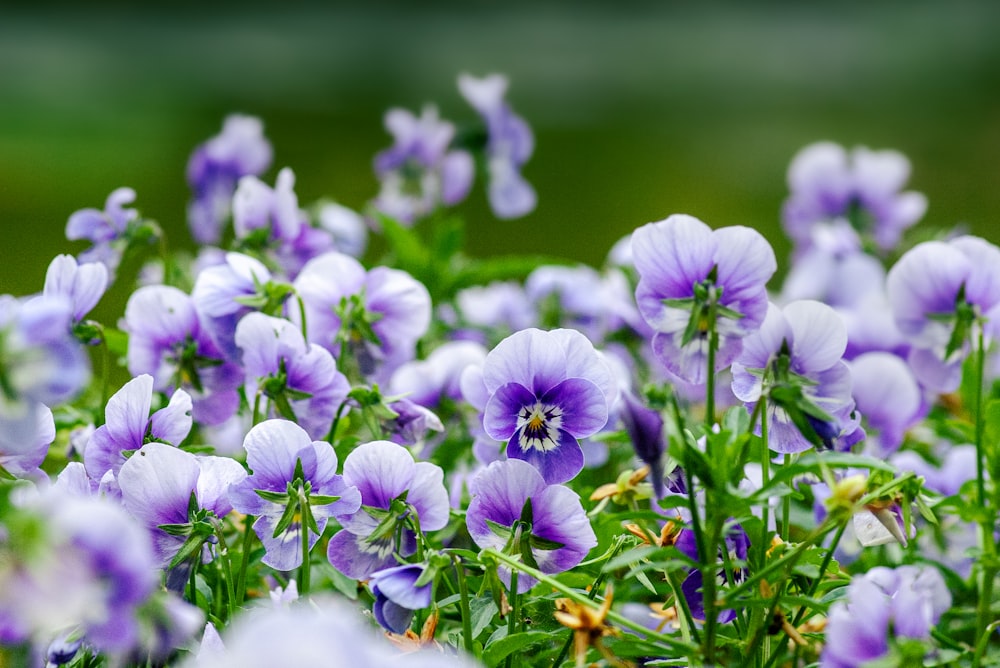 fiori viola e bianchi nell'obiettivo tilt shift