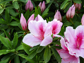 pink and white flower with green leaves