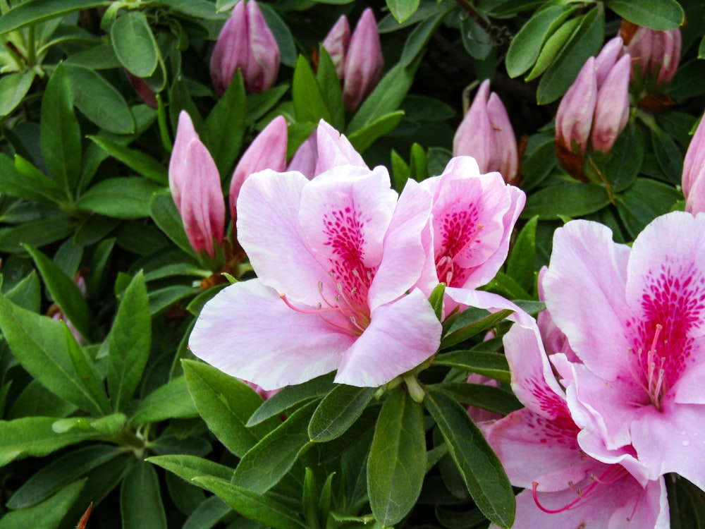 pink and white flower with green leaves