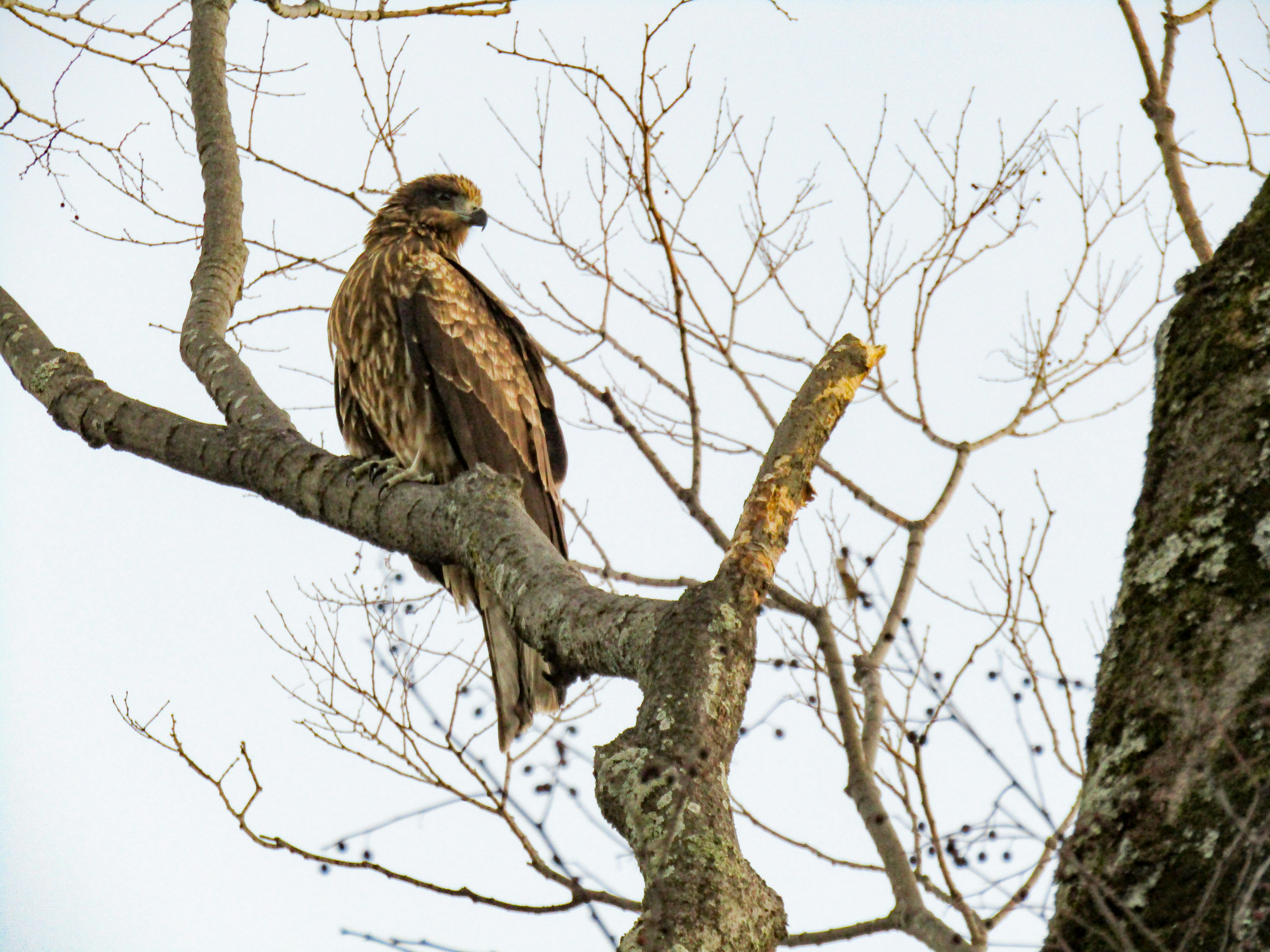 Photo by heppoko_yama